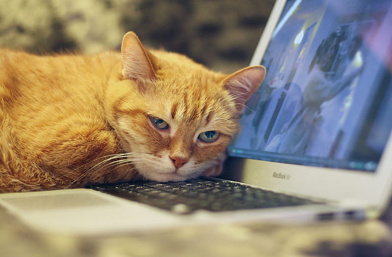 Orange Cat Laptop Ultra, Animals, Pets, Laptop, Kitten, Sleepy, Funny, Animal, Cute, daydreamer, Tired, Notebook, exhausted, workspace, workplace, orangecat, HD wallpaper