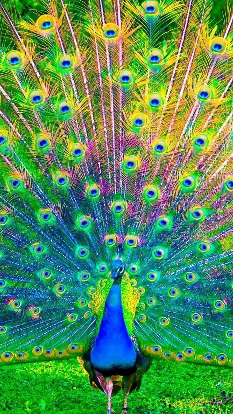 Birds Live, Peacock, national bird, blue, green, HD phone wallpaper | Peakpx