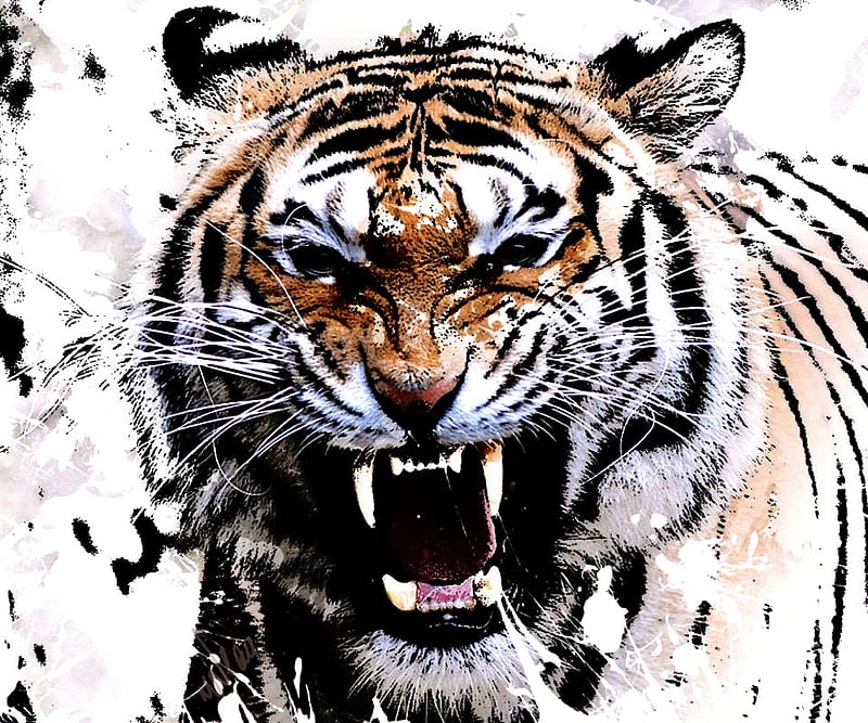 ANGRY CAT, tiger, white, angry, teeth, HD wallpaper