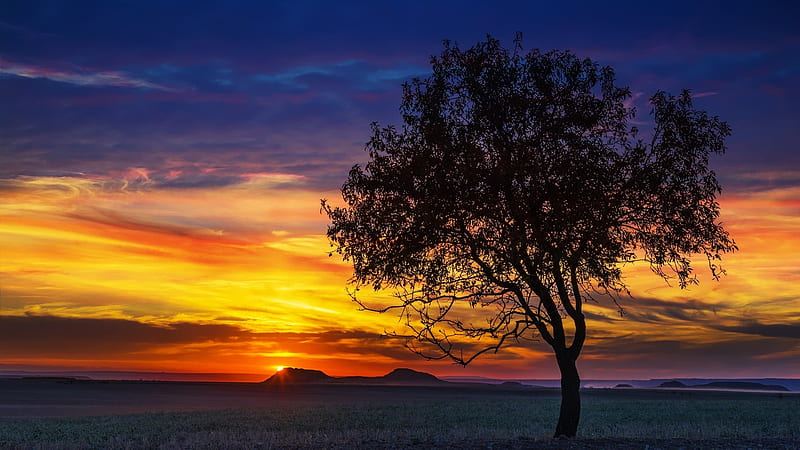 Lonely Tree at Sunset, tree, mountains, nature, sunset, sky, field, fog, HD wallpaper