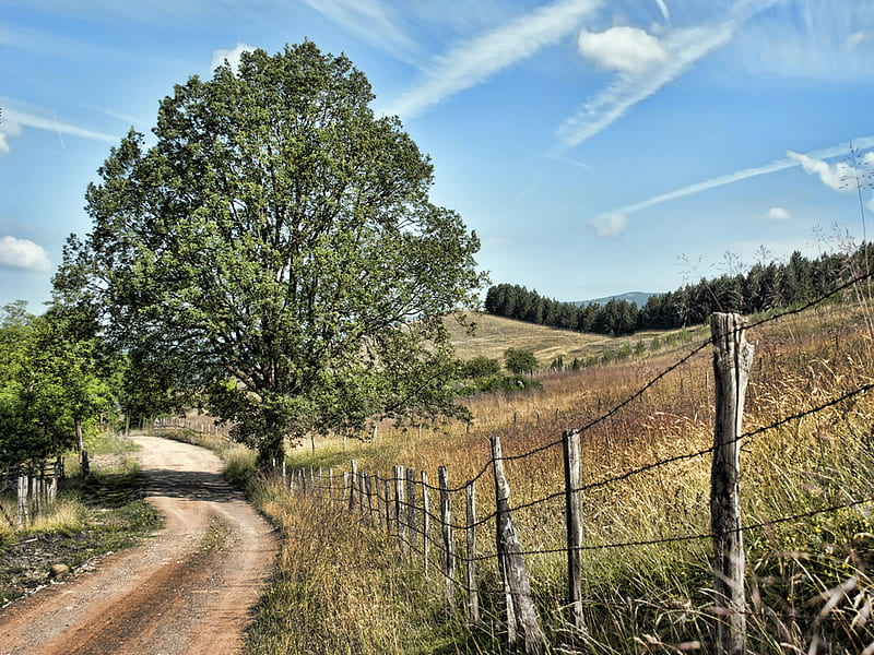 Down the Road, hills, dirt road, fence, country, trees, sky, barbed wire, countryside, track, HD wallpaper