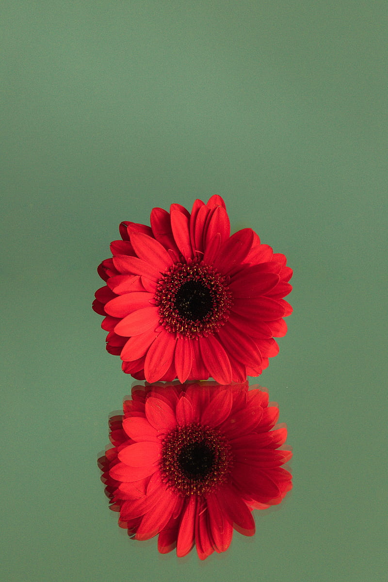 gerbera, flower, red, reflection, minimalism, HD phone wallpaper