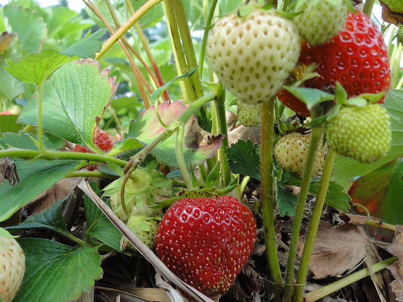 Strawberry Field, ripe, red, green, strawberry, field, HD wallpaper