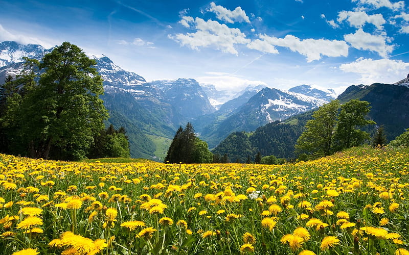 Campo, flor, amarillo, naturaleza, Fondo de pantalla HD | Peakpx