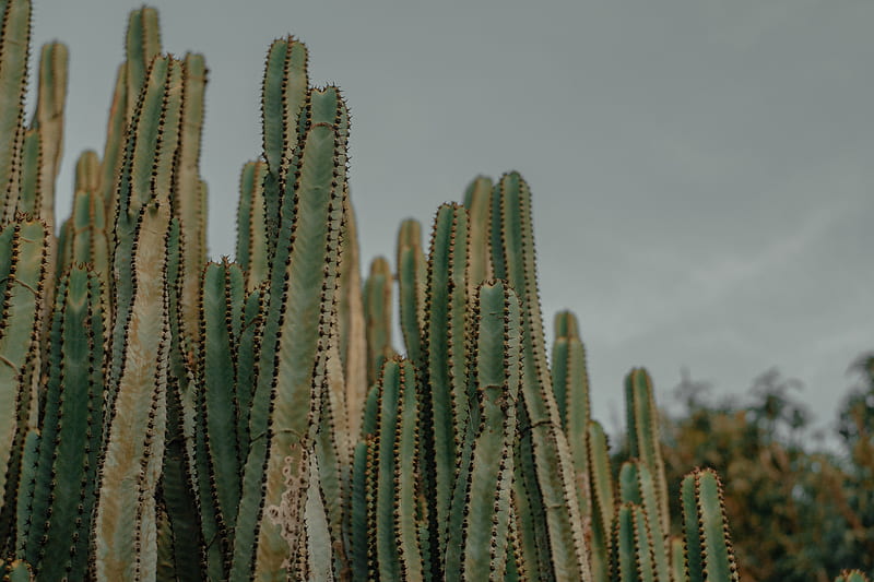 Selective Focus of Cactus, HD wallpaper