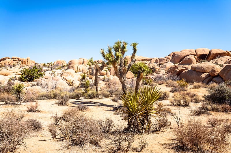 cactuses, needles, bushes, dry, desert, HD wallpaper