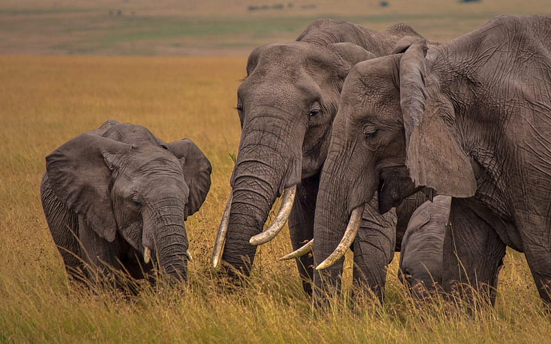 elephant family, little elephant, Africa, wildlife, wild animals, elephants, evening, HD wallpaper