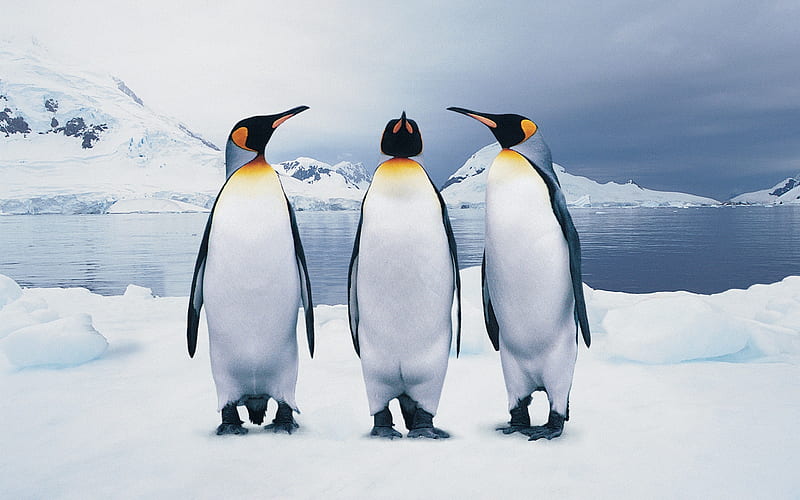 Funny penguins-Animal World Series, HD wallpaper | Peakpx