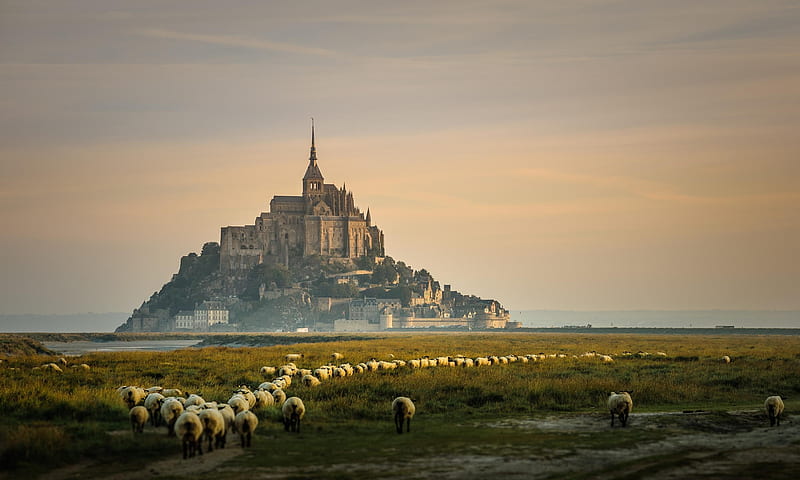 Mont Saint Michel, sheep, france, green, castle, peisaj, animal, landscape, HD wallpaper