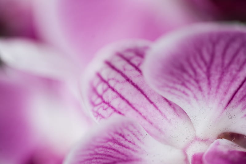 purple flower in macro lens, HD wallpaper