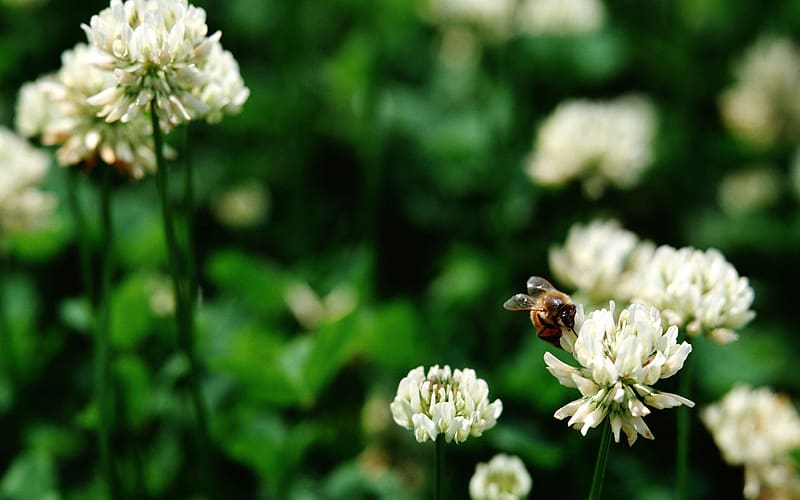 Insects, Flower, Bee, Animal, White Clover, HD wallpaper