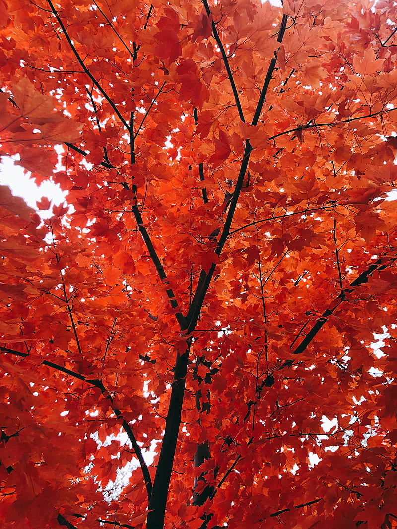 brown leaves tree during daytime, HD phone wallpaper