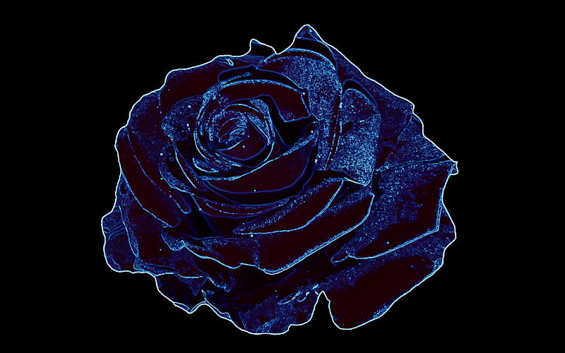Dark Velvet, bloom, gothic, rose, velvet, dark, flower, mystic, blue, HD wallpaper