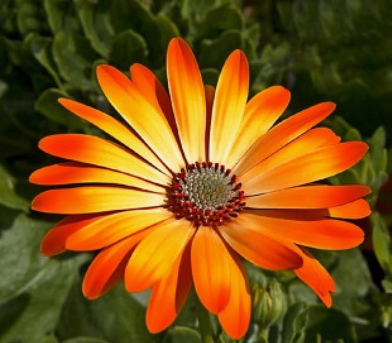 Gerbera, flower, Daisy, orange, HD wallpaper | Peakpx