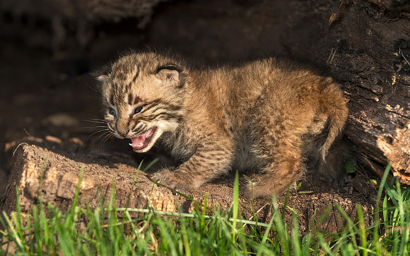 lynx, small predator, green grass, wildlife, small lynx, HD wallpaper