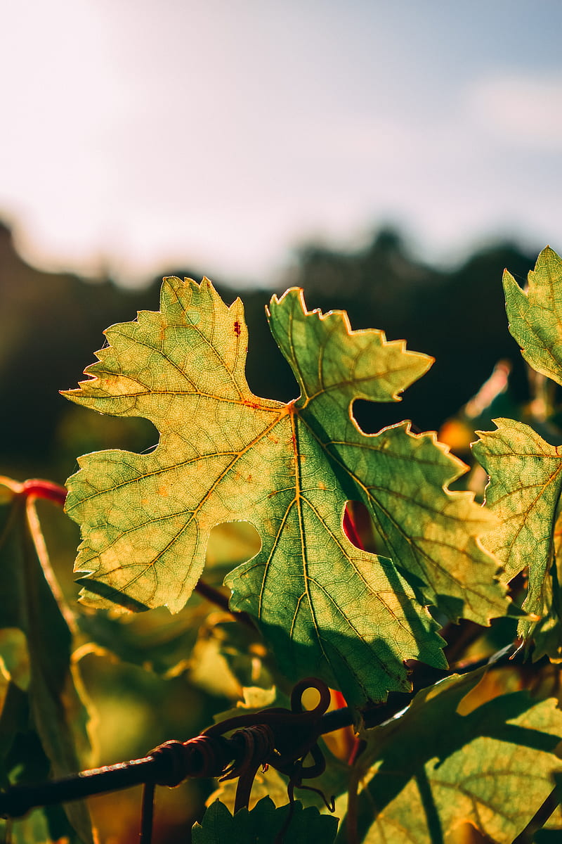 Green maple leaf in close up graphy, HD phone wallpaper | Peakpx