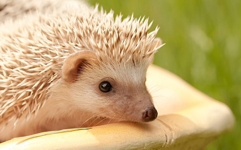 hedgehog muzzle eyes spines-Animal, HD wallpaper