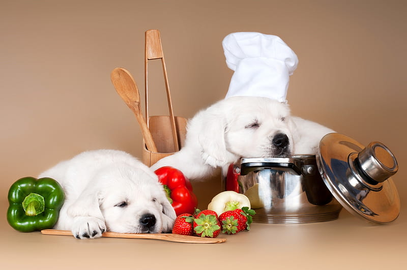 Puppies, caine, pot, animal, hat, cook, funny, white, chief, couple, puppy, dog, HD wallpaper