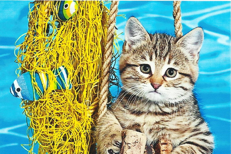 Tabby kitten, cute, paws, corks, netting, tabby, kitten, HD wallpaper