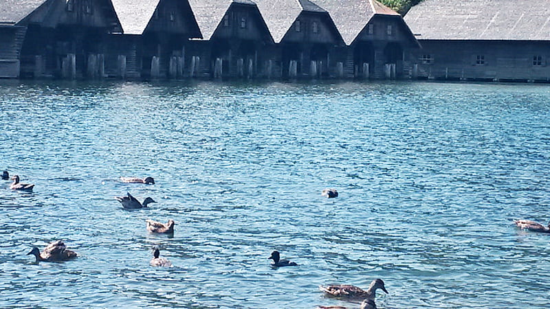 Ducks, lake, blue, boathouse, HD wallpaper