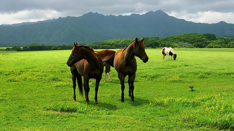 Horse In Open Field, horse, animals, HD wallpaper