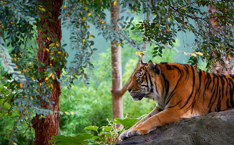 Tiger relaxation, Tiger, Tree, Cats, Animals, HD wallpaper