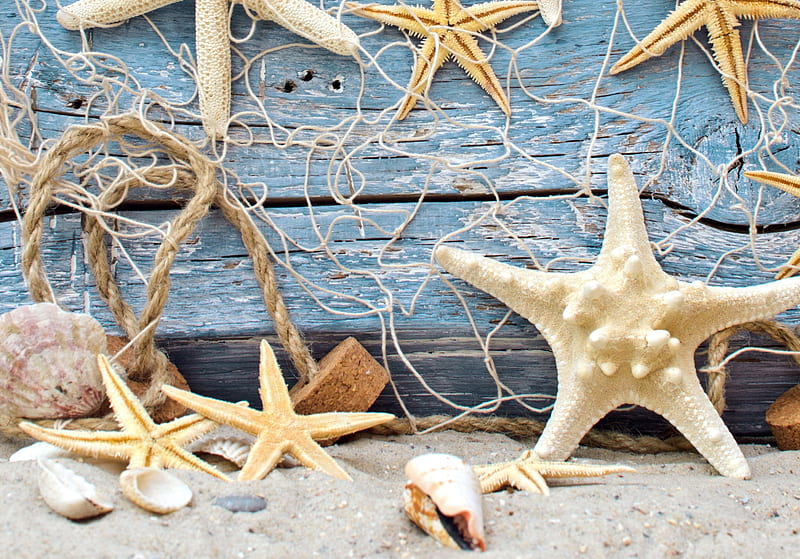 Starfish, seashells, seashell, sand, marine, shell, sandy, nature, star, natural, blue, HD wallpaper