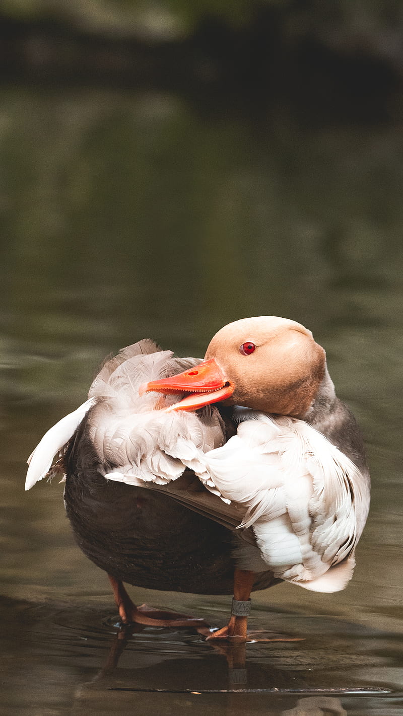 white and brown duck, HD phone wallpaper