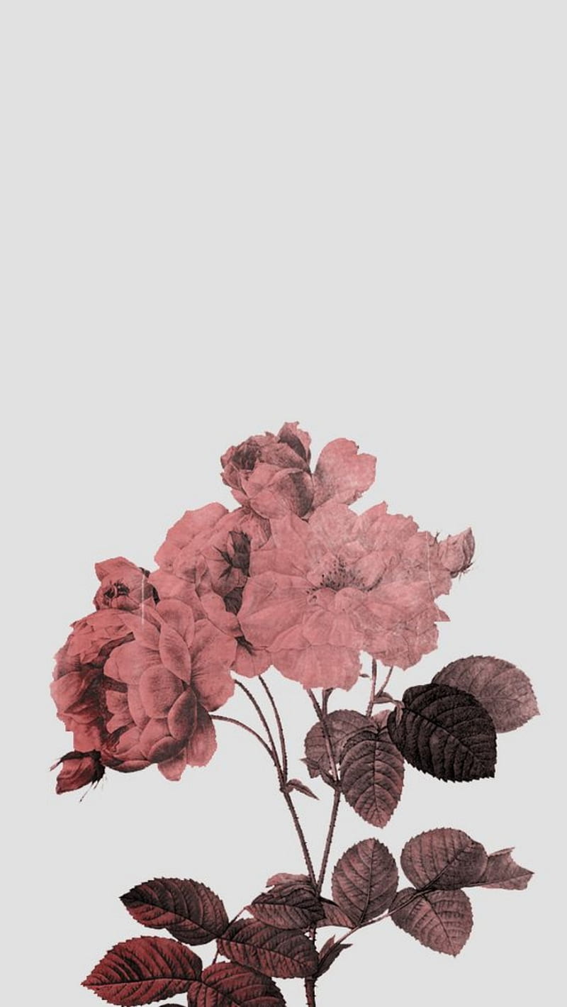 Rose, floral, gold, iphone, minimal, pretty, simple, HD phone wallpaper |  Peakpx