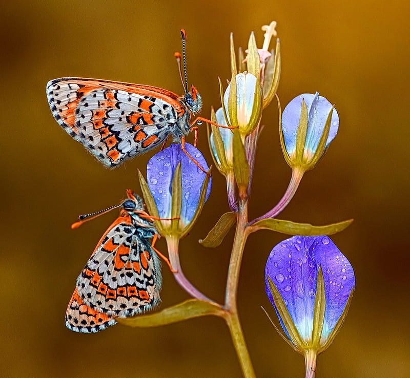 Butterflies, mustafa ozturk, butterfly, orange, fluture, flower, insect, couple, blue, HD wallpaper