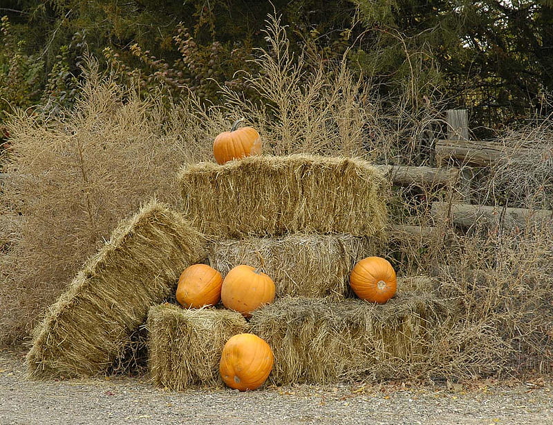 Harvest Time, harvest, fields, hay, pumpkins, thanksgiving, HD wallpaper