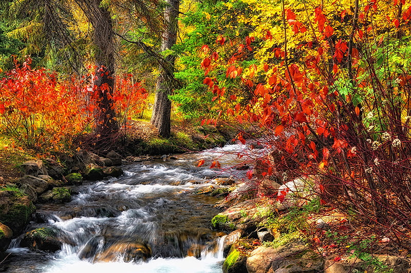 Autumn Nature Streams forest, HD wallpaper | Peakpx