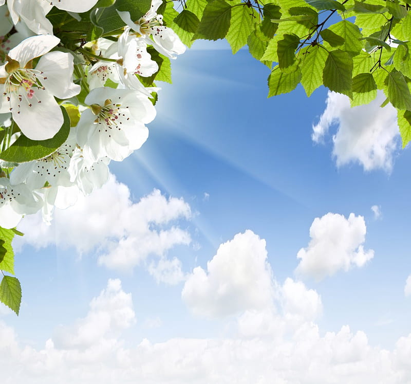 Maravilloso día, fresco, paz, primavera, cielo, nubes, flores, flores,  naturaleza, Fondo de pantalla HD | Peakpx