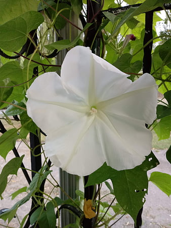 HD moonflower wallpapers | Peakpx