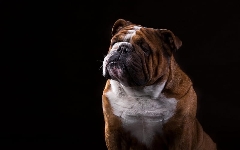 english bulldog, brown dog, funny dogs, pets, cute animals, dogs, HD wallpaper