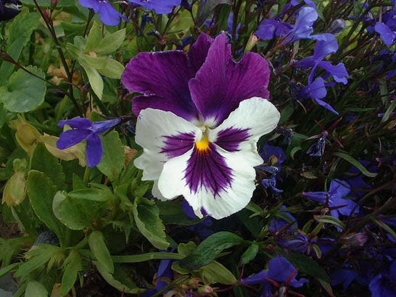 Purple Prize, garden, flowers, purple, blue, HD wallpaper