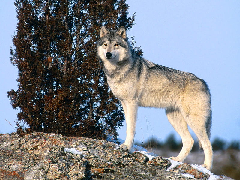 The Scout Grey Wolf, gris, wolf, iberian, spanish, HD wallpaper