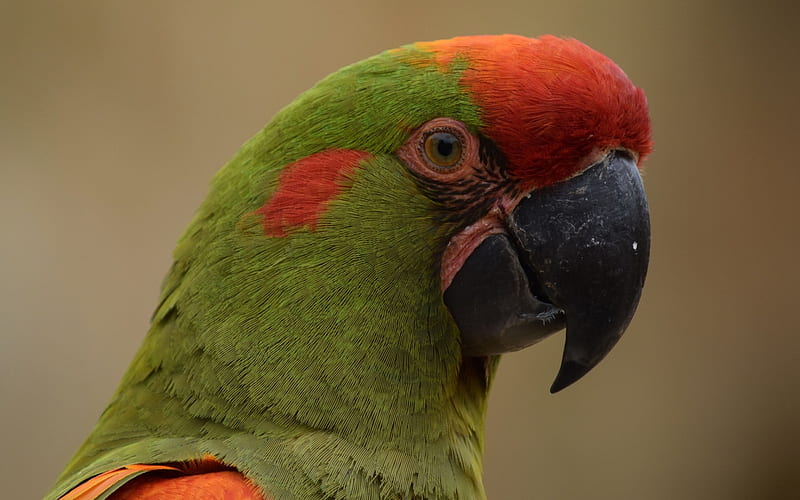 Red-fronted macaw, green parrot, beautiful birds, macaw, Bolivia, Ara rubrogenys, parrots, HD wallpaper