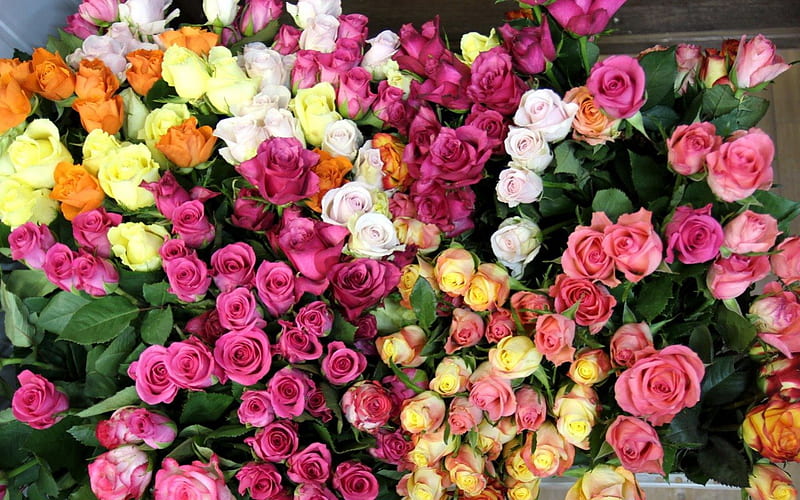 A ROOMFUL OF ROSES, bouquets, flowers, colours, roses, buds, bunches, HD wallpaper