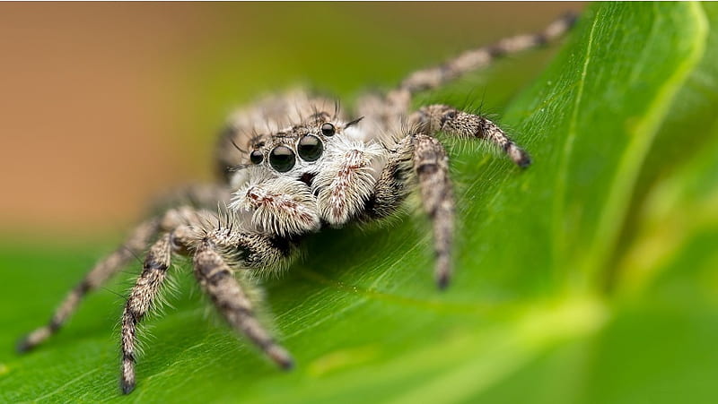 Spiders Sitting On Leaves, HD wallpaper
