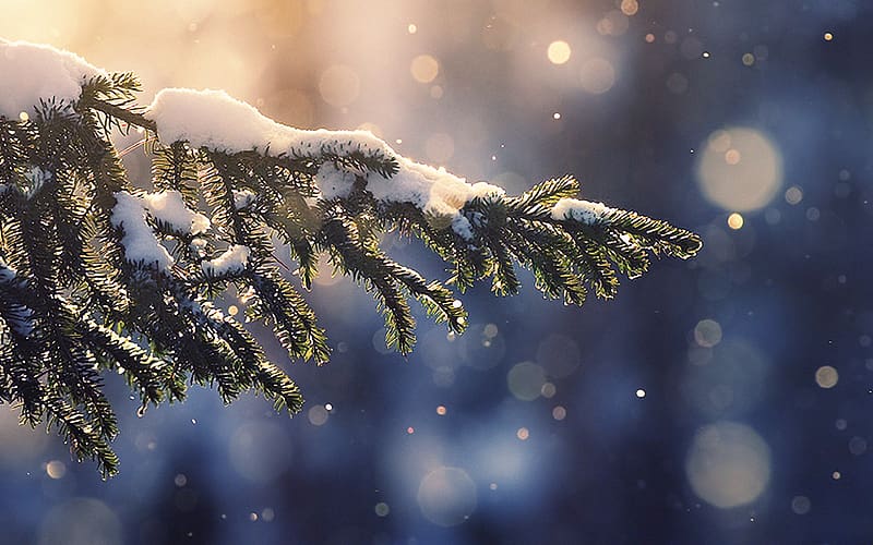 For, laptop. snowing tree blue christmas winter nature mountain, Christmas  Macbook, HD wallpaper | Peakpx