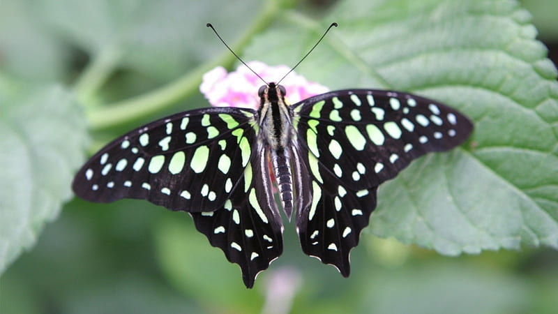 A butterfly from Amazon rainforest, pattern, habitats, amazon, desenho,  butterflies, HD wallpaper | Peakpx