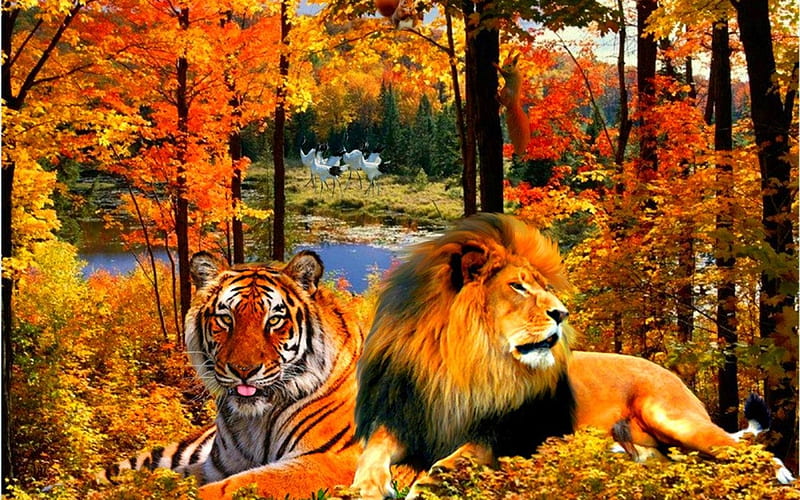 LION AND TIGER, COLORS, LEAVES, BIG CATS, AUTUMN, HD wallpaper