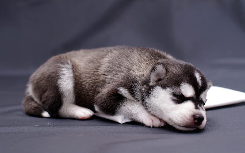 husky puppy lying-Animal, HD wallpaper