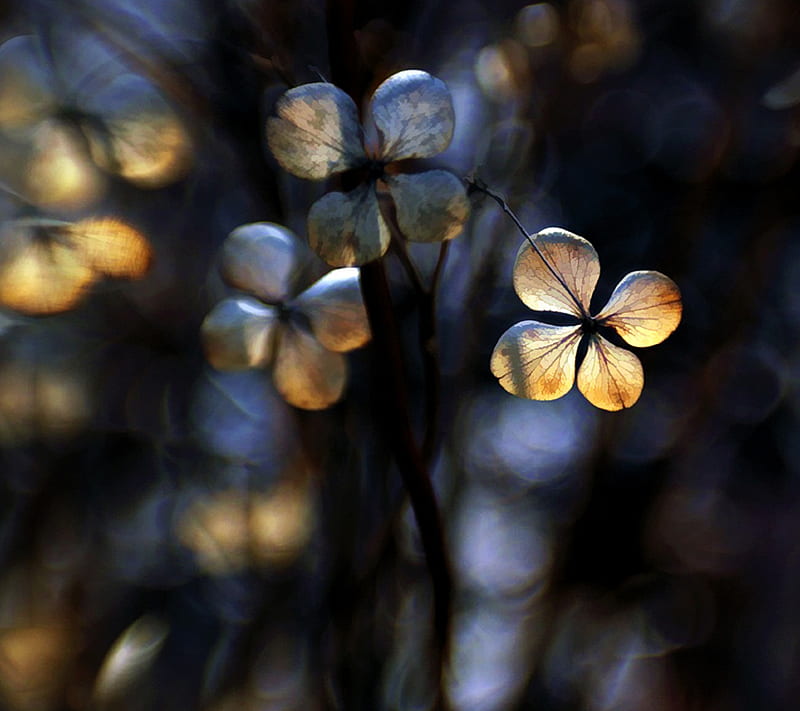 nature, flower, leave, xperia, HD wallpaper nature, flower, leave, xperia, HD wallpaper