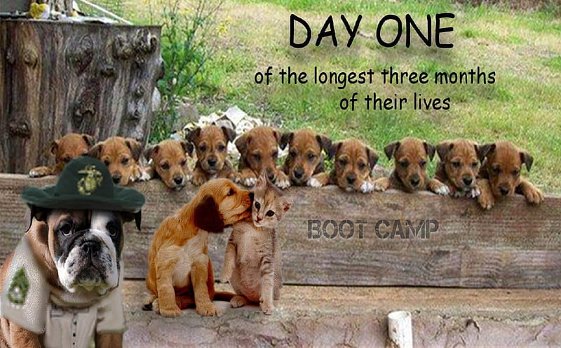 USMC Dog Boot Camp, marines, marine corps, usmc, dog, HD wallpaper