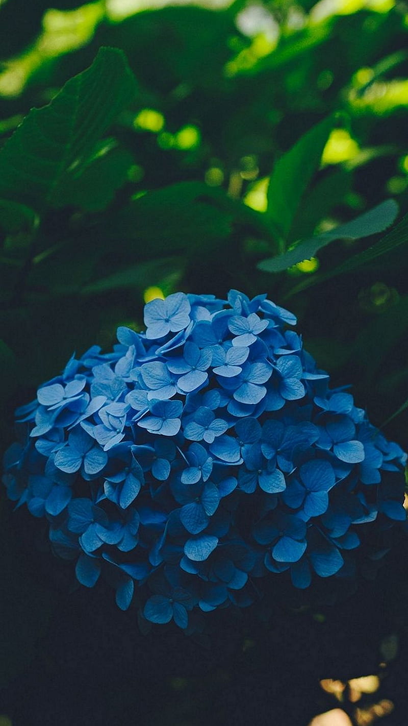 Blue flower , blue flower, leaf, hydrangea, HD phone wallpaper