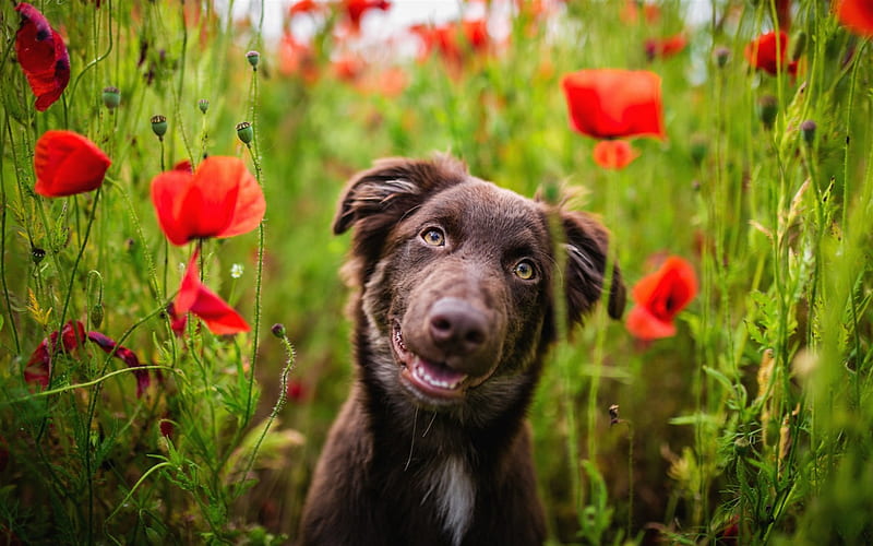 brown aussie, cute dog, field, blur, cute animals, brown Australian Shepherd, HD wallpaper