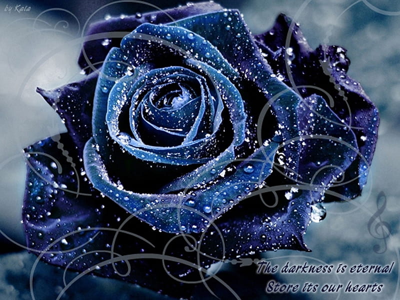 Blue velvet rose, gothic, romantic, rose, sad, flower, HD wallpaper | Peakpx