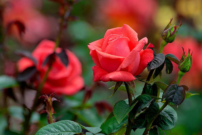 Roses in garden, red, pretty, bonito, fragrance, leaves, nice, beauty, pink, lovely, scent, park, roses, summer, garden, nature, petals, single, HD wallpaper